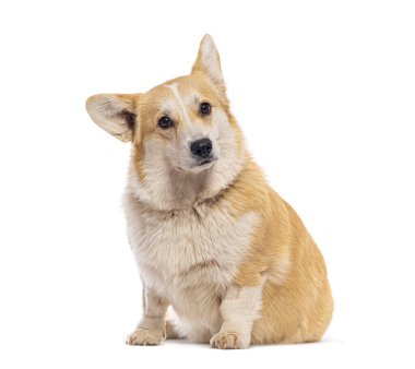 Güzel bir Galli Corgi Pembroke 'un stüdyo fotoğrafı. Kafasını eğmiş, beyaz bir arka planda izole edilmiş.