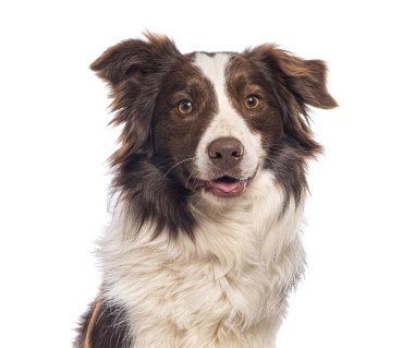 Beyaz bir arka plana doğru hafifçe nefes nefese soluyan bir çoban köpeğinin stüdyo çekimi.