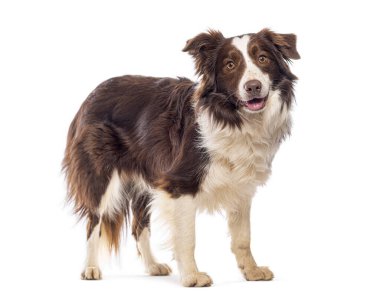 Çikolata ve beyaz hudutlu çoban köpekleri soluk soluğa kalıyorlar.