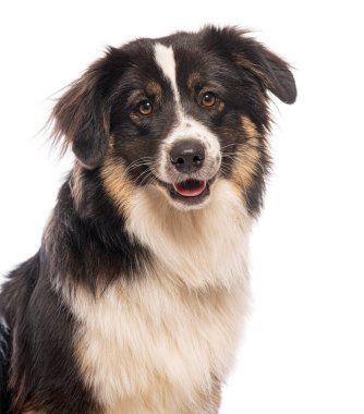 Beyaz bir arka planda oturan ve ileriye bakan bir çoban köpeğinin portresi.