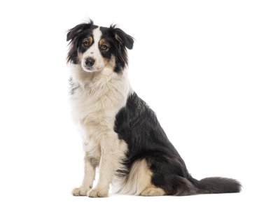 Avustralya çoban köpeği oturuyor ve beyaz arka planda kameraya bakıyor