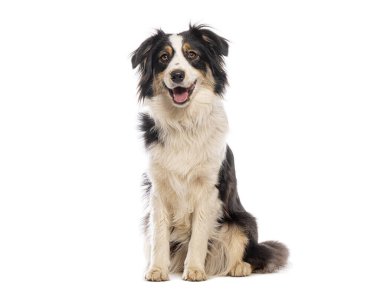 Mutlu Avustralyalı çoban köpeği beyaz bir arka planda oturuyor ve nefes nefese.