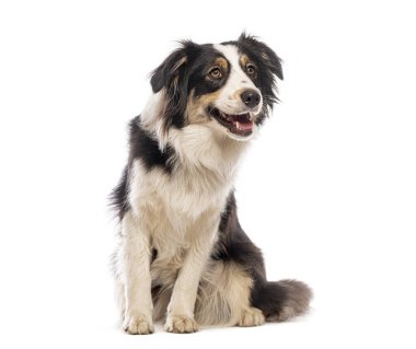 Collie 'nin beyaz arka planda izole bir şekilde oturup baktığı bir stüdyo resmi.