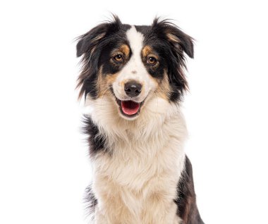 Mutlu Avustralya çoban köpeğinin portresi soluk soluğa ve beyaz arka planda gülümsüyor.