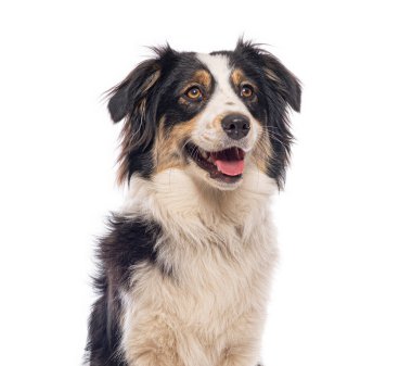 Mutlu Avustralyalı çoban köpekleri soluk soluğa ve beyaz arka plana bakarak