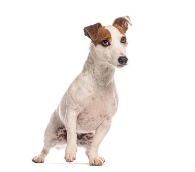 Jack Russell Terrier beyaz arka planda poz veriyor, başka tarafa bakıyor.