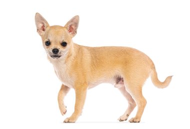 Beyaz bir arka planda yürüyen bronz bir chihuahua köpeğinin yan görüntüsü