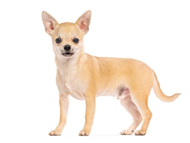 Beyaz arka planda duran küçük bir chihuahua köpeğinin stüdyo fotoğrafı.