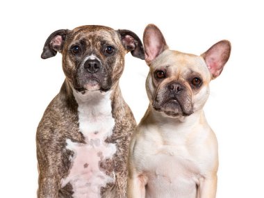 İki köpek, bir Amerikan Stadyumu teriyeri ve bir Fransız bulldog, beyaz bir arka plana karşı oturup birlikte poz veriyorlar.