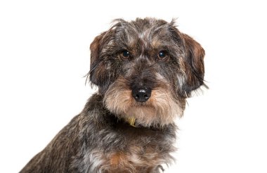 Güzel tel saçlı, sarı yakalı bir köpek portresi, beyaz arka planda izole edilmiş, kameraya bakıyor.