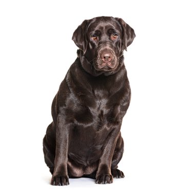Çikolatalı labrador Retriever beyaz arka planda oturuyor ve ileriye bakıyor