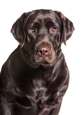 Çikolatalı Labrador Retriever beyaz bir arka planda oturuyor ve bekliyor.