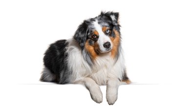 Heterokromisi olan, beyaz bir yüzeye yaslanmış, sevimli bir Avusturyalı çoban.