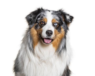 Avustralyalı çoban köpeğinin nefes nefese, heterokromisini gösteren ve mutlu görünen fotoğrafı.