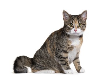 Oturan bir kedinin beyaz arka planda ileriye bakan bir stüdyo görüntüsü.