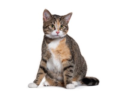 Sevimli bir yavru kedi oturuyor ve meraklı görünüyor, beyaz bir arka planda izole edilmiş, hayvan ya da hayvan teması için mükemmel.