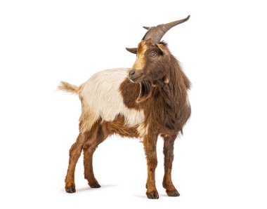 Evcil keçi melemesi, beyaz arka planda izole edilmiş.