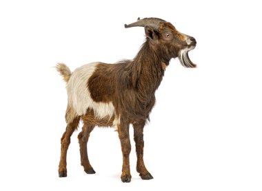 Evcil keçi melemesi, beyaz arka planda izole edilmiş.