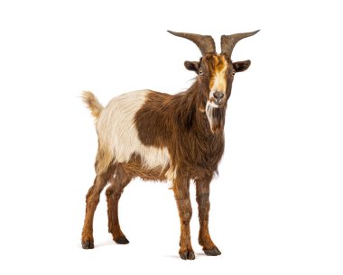 Beyaz bir arka planda duran kahverengi ve beyaz keçinin stüdyo çekimi