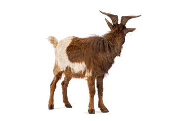 Kahverengi ve beyaz keçi beyaz bir arka planda dikilip geriye bakıyorlar.