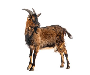 Evcil keçi, kahverengi kürklü ve arkasını dönüp beyaz bir arka plana bakıyor.