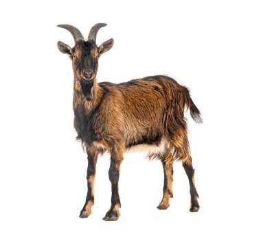 Kahverengi keçinin beyaz arka planda durduğu uzun bir stüdyo çekimi.