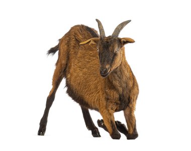 Kahverengi kürklü ve boynuzlu keçi beyaz arka planda diz çöküyor.