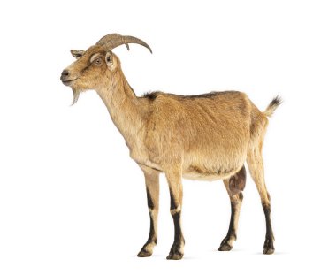 Kahverengi ve siyah bir keçinin tam boy profili beyaz arka planda duruyor, hafifçe yukarı bakıyor.