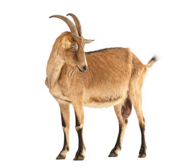Tam uzunluktaki stüdyo çekimlerinde kahverengi bir keçi dikiliyor ve geriye bakıyor, beyaz üzerine izole edilmiş.