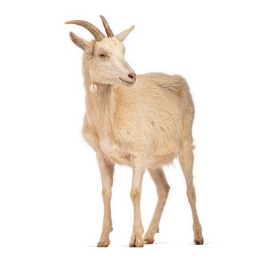 Evcil keçi hareketsiz duruyor ve beyaz arka plan üzerinden geriye bakıyor