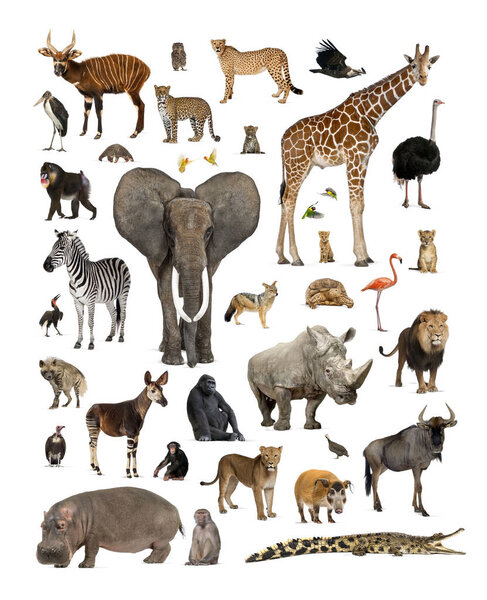 Elephant, giraffe, zebra, rhino, hippopotamus, lion, cheetah, gorilla, monkey, birds and other african animals isolated on white
