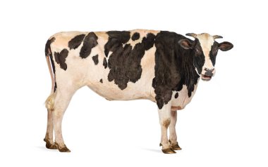 Beyaz arka planda duran siyah beyaz bir ineğin yan görünüşü, ağzı açık möö 'lüyor.