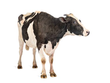 Beyaz arka planda duran siyah beyaz benekli süt ineği.