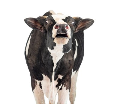 Siyah ve beyaz inek beyaz bir arka planda gafil avlanarak ağzını açıyor.