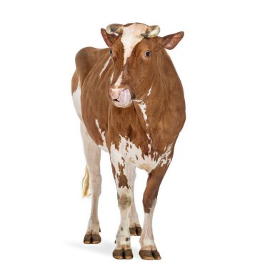 Kahverengi ve beyaz inek dilini çıkarıp beyaz arka planda duruyor.