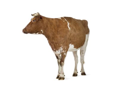 Holstein ineği beyaz arka planda duruyor, yana bakıyor.