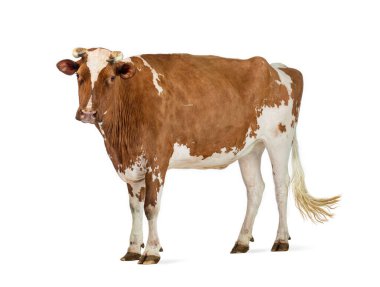 Holstein ineği beyaz arka planda duruyor, belirgin kahverengi ve beyaz önlüğünü gösteriyor.