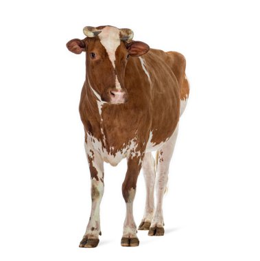 Sağlıklı kahverengi ve beyaz Holstein ineği beyaz arka planda duruyor, benzersiz işaretlerini ve güçlü yapısını sergiliyor.