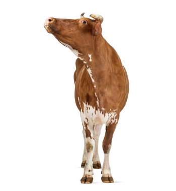 Holstein ineği ayakta duruyor ve beyaz bir arka planda tek başına yukarı bakıyor.