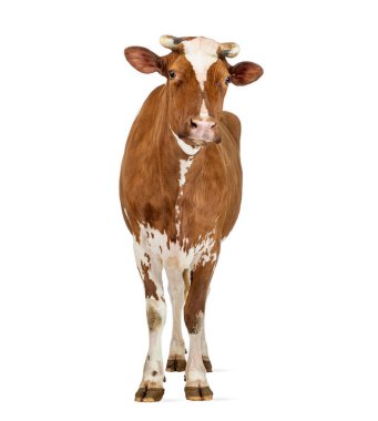 Holstein ineği beyaz arka planda duruyor, ileriye bakıyor.