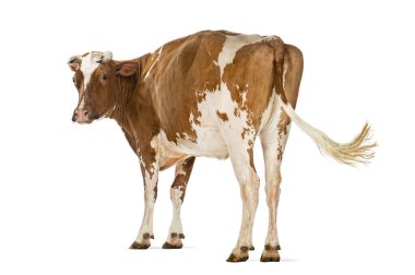 Kahverengi ve beyaz Holstein ineği başını geriye çeviriyor.