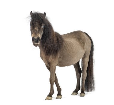 Beyaz arka planda duran koyu kahverengi bir midillinin stüdyo çekimi.