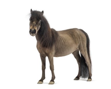 Koyu kahverengi minyatür poney beyaz arka planda duruyor.