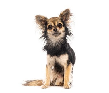 Sevimli uzun saçlı chihuahua bembeyaz bir arka planda oturuyor ve poz veriyor.