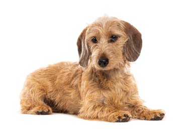 Beyaz arka planda uzanan tel saçlı bir dachshund 'un stüdyo görüntüsü.