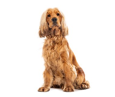 Sevimli İngiliz cocker spanyel beyaz bir arka planda oturuyor ve poz veriyor.