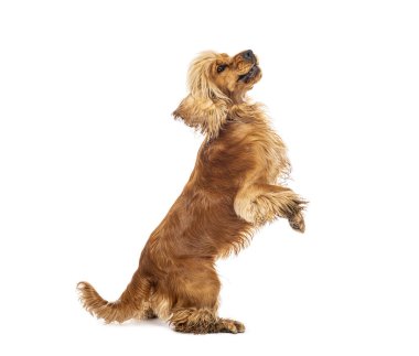 Arka ayakları üzerinde duran komik İngiliz cocker spaniel, beyaz arka planda izole