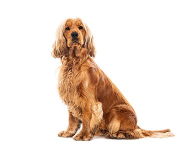 Sevimli İngiliz cocker spaniel zarif poz kusursuz beyaz bir fon üzerinde, onun lüks ceket ve nazik ifade sergiliyor