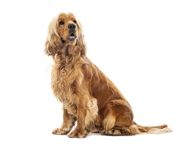 Güzel köpek, safkan cocker spaniel 'in stüdyo fotoğrafı, beyaz arka planda izole edilmiş poz veriyor.