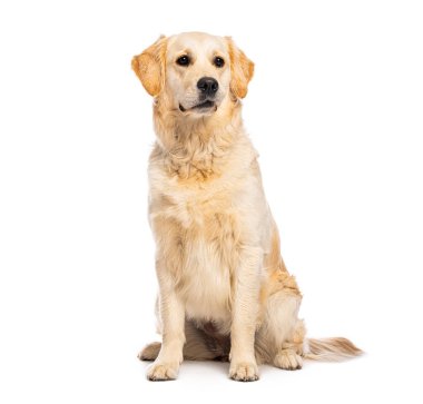 Golden Retriever köpeği beyaz arka planda izole bir şekilde oturuyor ve kameradan kafasını çeviriyor.